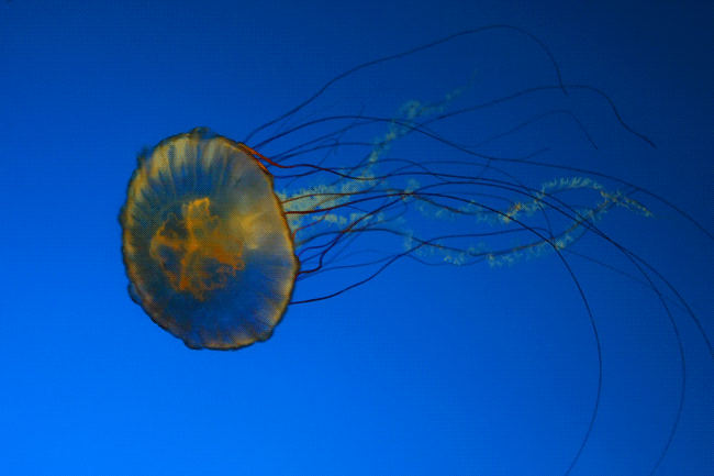 Jellyfish Animation by Alexander Antonyuk